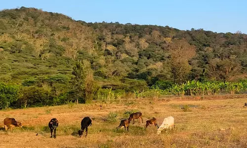അട്ടപ്പാടിയിൽ പട്ടയത്തിന് അപേക്ഷ നൽകിയതിൽ ഏറെയും പട്ടികയിതര വിഭാഗത്തിലുള്ളവർ