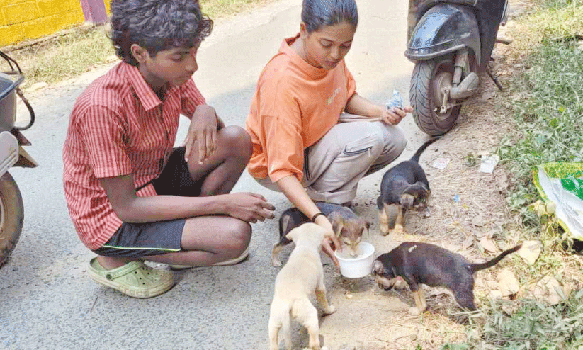 sibling giving food and water to the pupppies