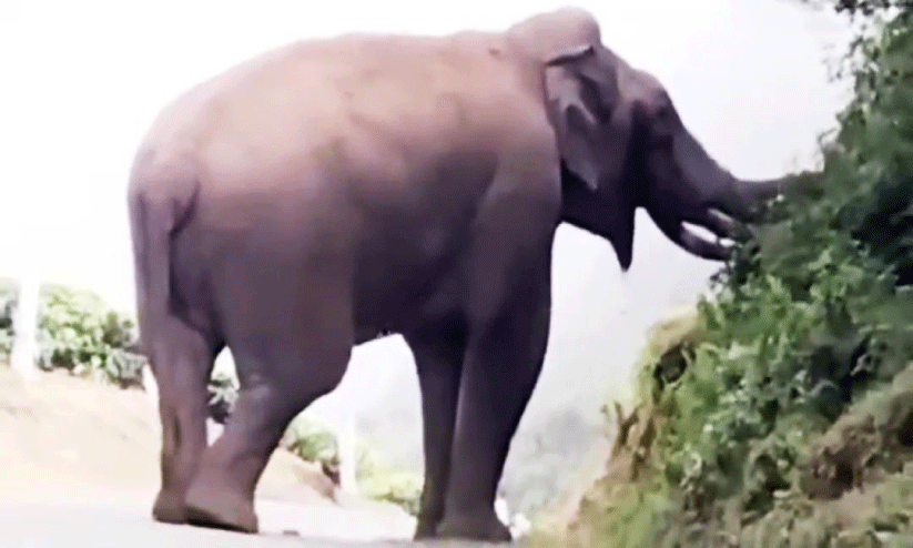 പടയപ്പ മദപ്പാടില്‍; അടുത്തേക്ക് പോകരുതെന്ന് വനംവകുപ്പ്