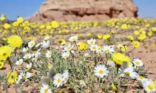 അ​ൽ ഉ​ല​യി​ലെ കാ​ഴ്​​ച