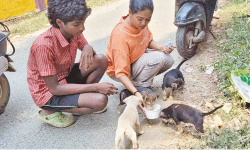 sibling giving food and water to the pupppies