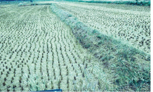 ചൂ​ട് കൂ​ടി; നെ​ല്ല​റ തി​ള​ക്കു​ന്നു