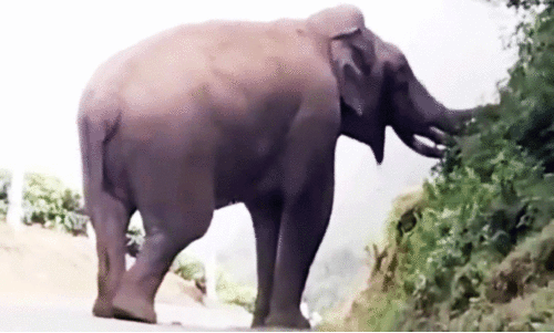 പടയപ്പ മദപ്പാടില്; അടുത്തേക്ക് പോകരുതെന്ന് വനംവകുപ്പ് പടയപ്പ മദപ്പാടില്; അടുത്തേക്ക് പോകരുതെന്ന് വനംവകുപ്പ്