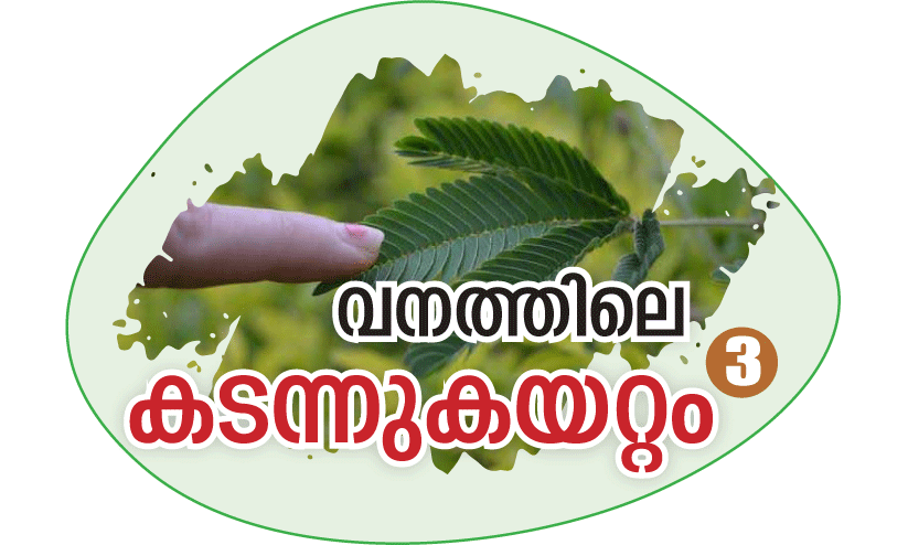 forest invasion forest invasion