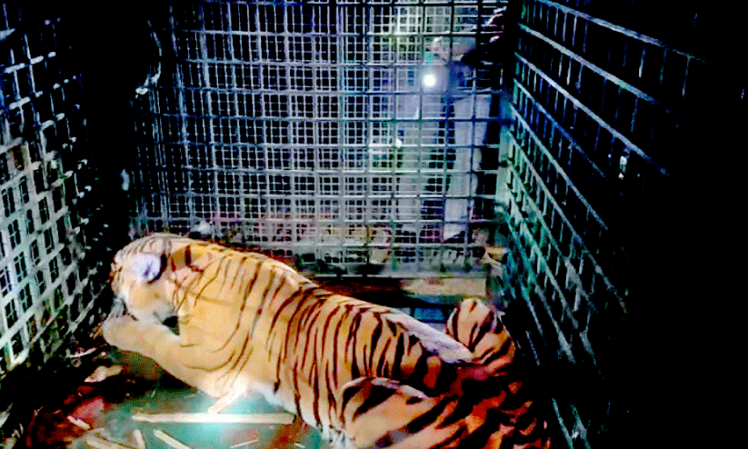 caged tiger caged tiger