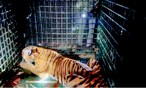 caged tiger