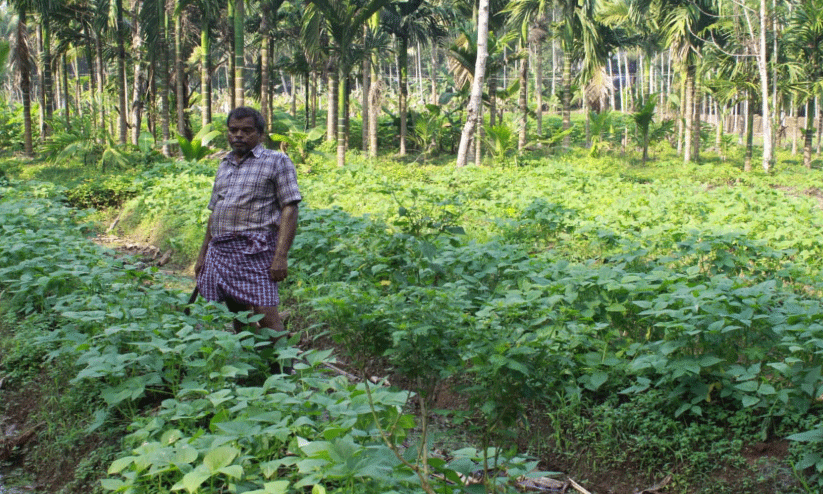 ജൈവ കൃഷിയിൽ മാതൃക തീർക്കുന്ന സമ്മിശ്ര കർഷകൻ ജൈവ കൃഷിയിൽ മാതൃക തീർക്കുന്ന സമ്മിശ്ര കർഷകൻ
