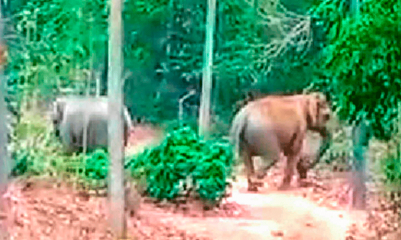 representatonal image