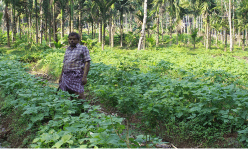 ജൈവ കൃഷിയിൽ മാതൃക തീർക്കുന്ന സമ്മിശ്ര   കർഷകൻ