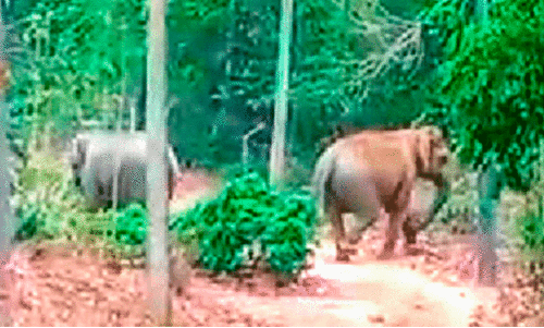 representatonal image