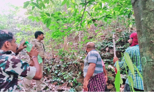 കക്കയത്ത് കർഷകനെ കൊലപ്പെടുത്തിയ   കാട്ടുപോത്തിനായുള്ള തിരച്ചിൽ പ്രഹസനമാകുന്നു