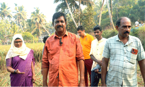 പ​തി​റ്റാ​ണ്ടു​ക​ളാ​യി ത​രി​ശു​കി​ട​ന്ന പാ​ട​ത്ത്​​ നെൽകൃ​ഷി​യി​റ​ക്കി​​​