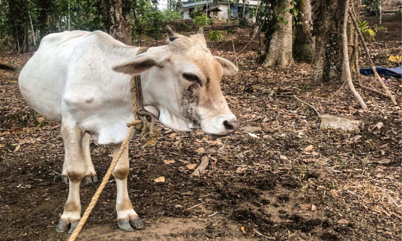 ‘തെന്മല ഡ്വാർഫ്’ കൊല്ലത്തിന്റെ സ്വന്തം കുള്ളൻ പശുവാകാൻ ഒരുങ്ങുന്നു