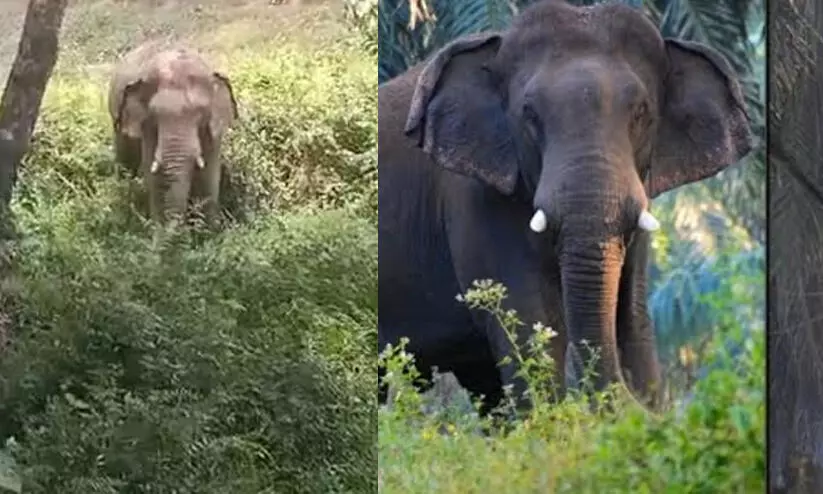 അവശനിലയില് കണ്ടെത്തിയ കാട്ടുകൊമ്പന് സുഖം പ്രാപിച്ചു വരുന്നതായി വനം വകുപ്പ് അവശനിലയില് കണ്ടെത്തിയ കാട്ടുകൊമ്പന് സുഖം പ്രാപിച്ചു വരുന്നതായി വനം വകുപ്പ്