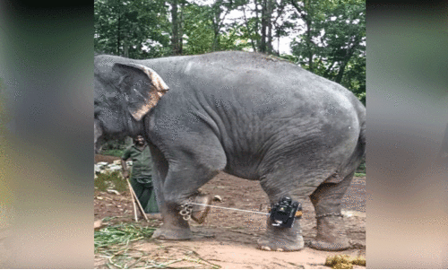 ഇനി ആനപ്പേടി വേണ്ട; മദയാനയെ ഞൊടിയിൽ തളക്കാൻ ഉപകരണവുമായി അനു വിൽഫ്രഡ്​
