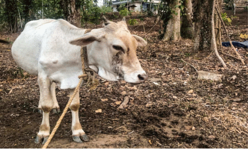 ‘തെന്മല ഡ്വാർഫ്’ കൊല്ലത്തിന്റെ സ്വന്തം കുള്ളൻ പശുവാകാൻ ഒരുങ്ങുന്നു ‘തെന്മല ഡ്വാർഫ്’ കൊല്ലത്തിന്റെ സ്വന്തം കുള്ളൻ പശുവാകാൻ ഒരുങ്ങുന്നു