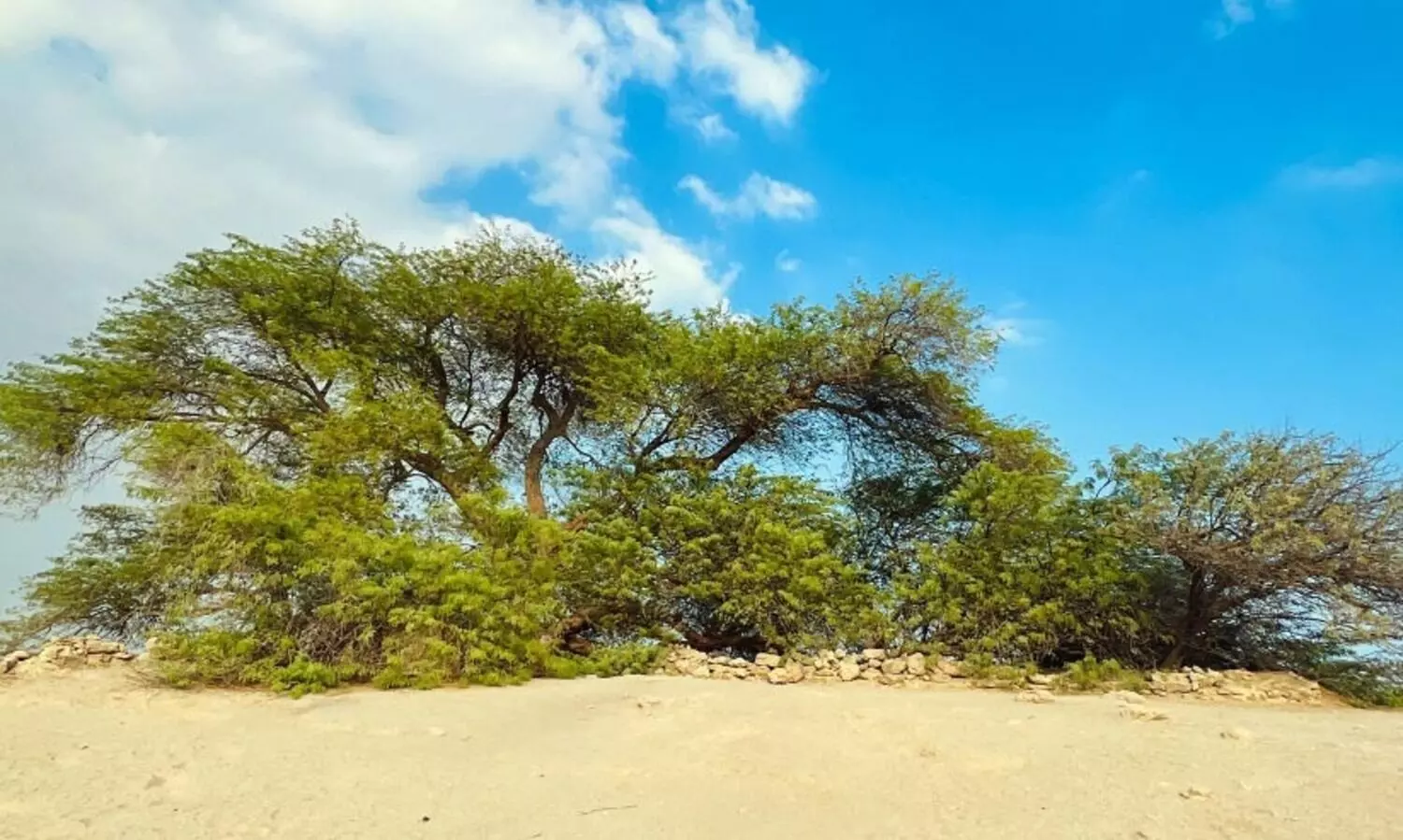 മരുഭൂമിയിലെ മരമുത്തശ്ശി