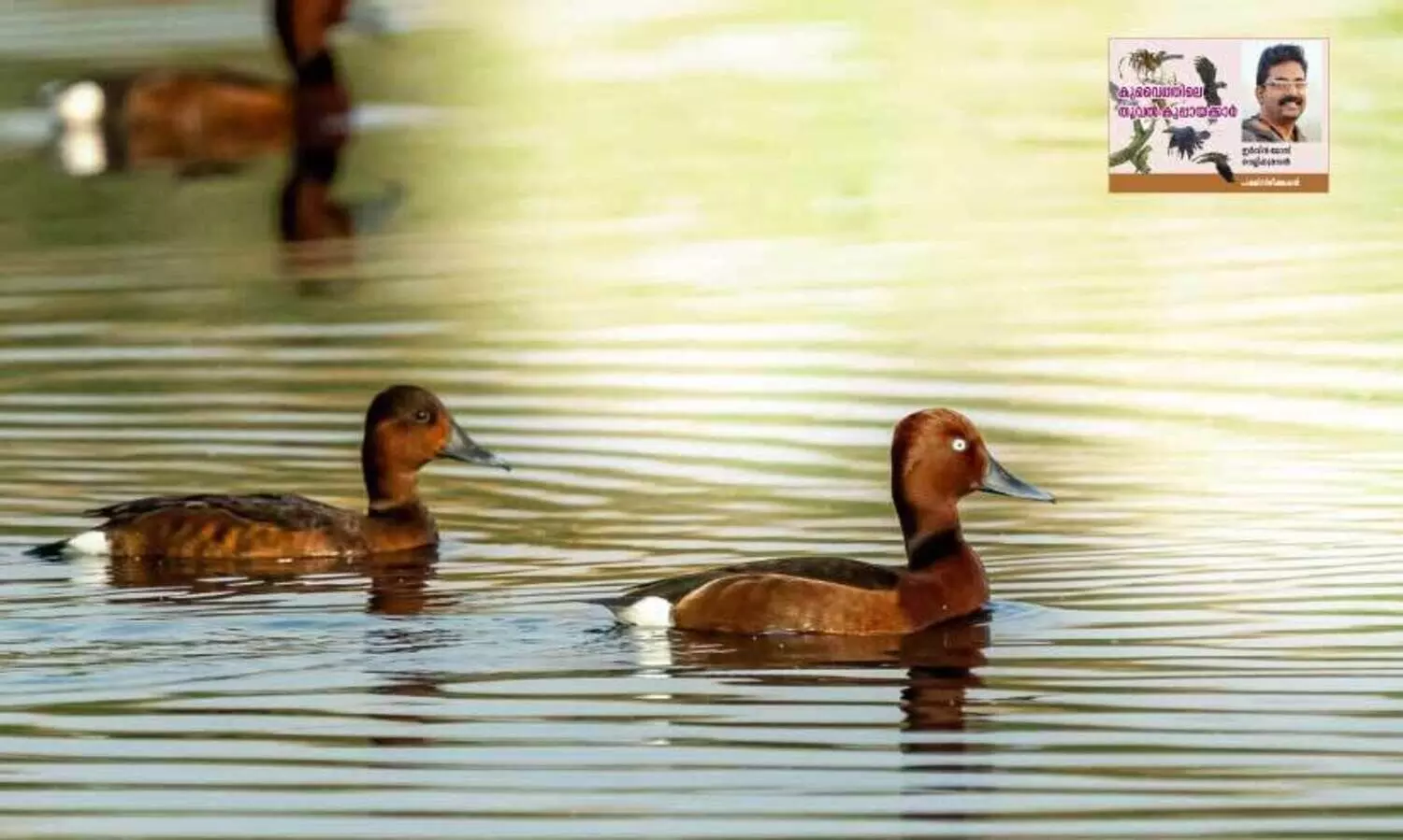 പ​റ​ന്നെ​ത്തും മു​ങ്ങാം​കു​ഴി​യി​ടും വെ​ള്ള​ക്ക​ണ്ണി എ​ര​ണ്ട