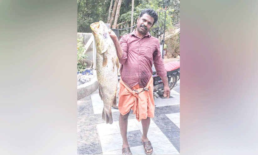 vayyankara fish