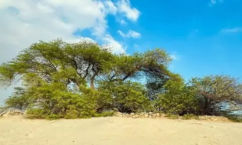 മരുഭൂമിയിലെ മരമുത്തശ്ശി