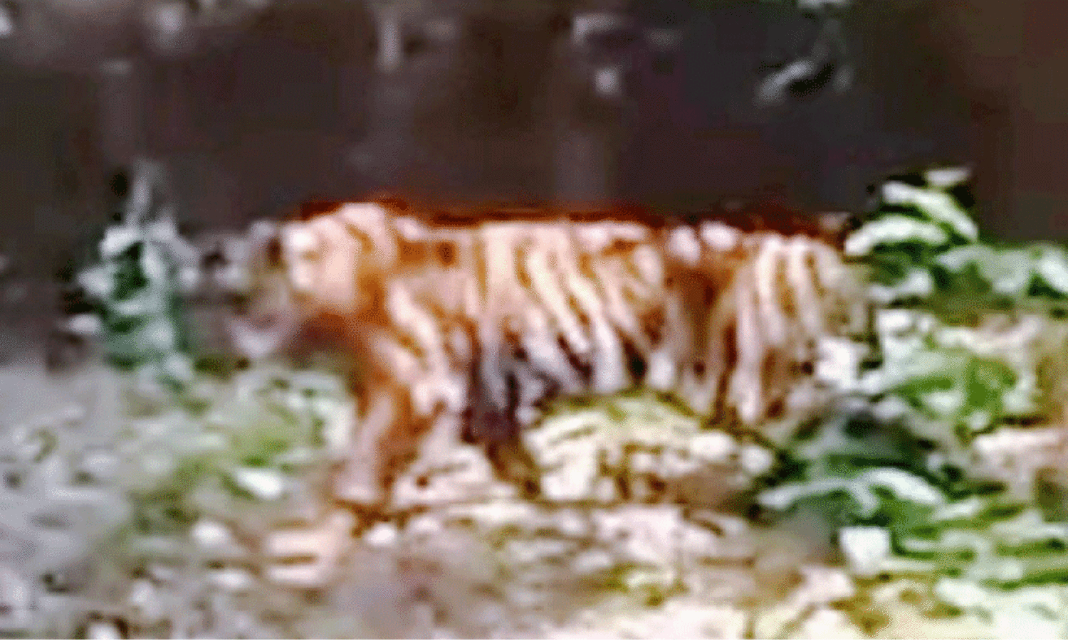 കേ​ള​കം ജ​ന​വാ​സ കേ​ന്ദ്ര​ത്തി​ൽ പ​ട്ടാ​പ്പ​ക​ൽ കടുവ