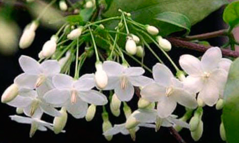 Water Jasmine
