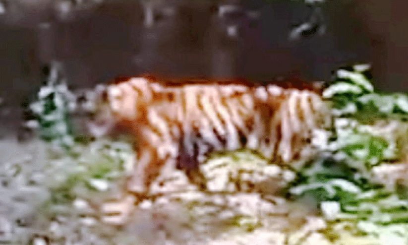 കേ​ള​കം ജ​ന​വാ​സ കേ​ന്ദ്ര​ത്തി​ൽ പ​ട്ടാ​പ്പ​ക​ൽ കടുവ