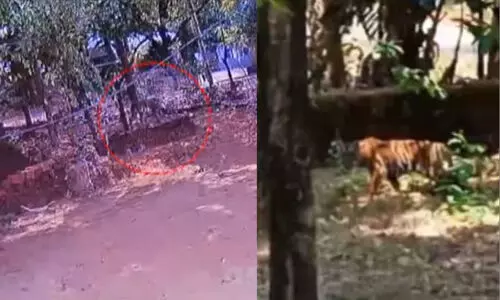 കണ്ണൂരിൽ പട്ടാപ്പകൽ വീട്ടുമുറ്റത്ത് കടുവ കണ്ണൂരിൽ പട്ടാപ്പകൽ വീട്ടുമുറ്റത്ത് കടുവ