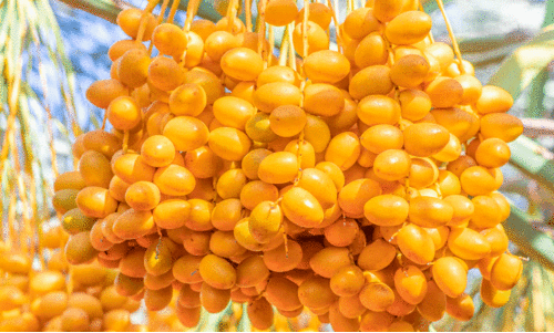 Dates market, Dates market,