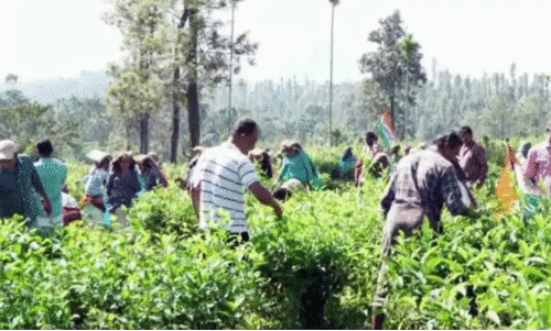 മന്ത്രിതല യോഗ തീരുമാനം നടപ്പായില്ല; എല്‍സ്റ്റണ്‍ എസ്‌റ്റേറ്റ് തുറന്നില്ല