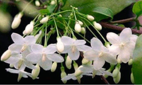 Water Jasmine