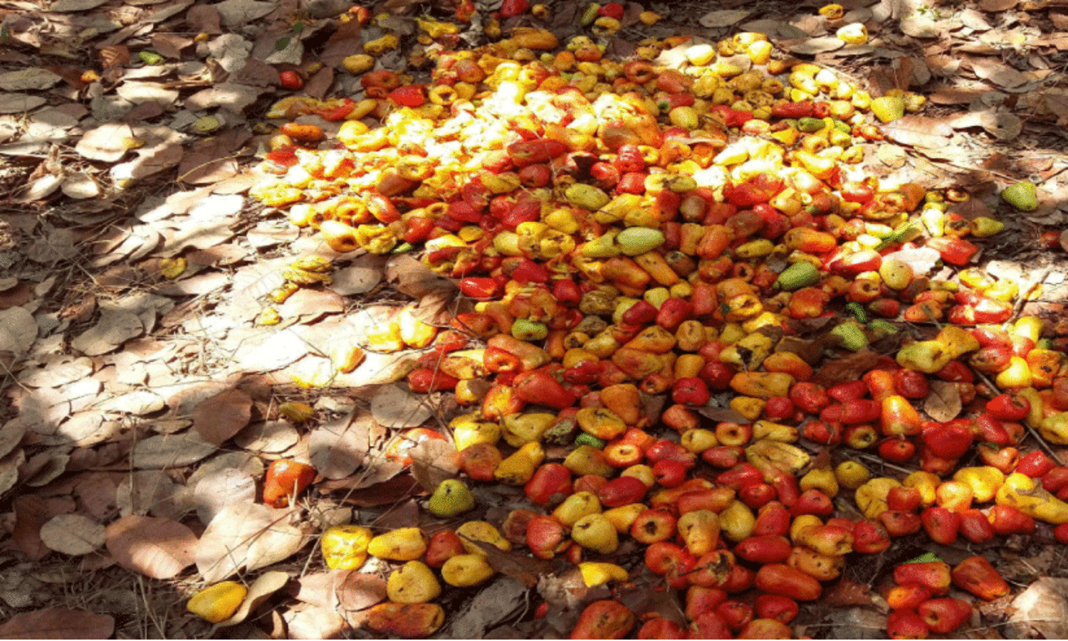 വിലയിടിവും തിരിച്ചടി; ദുരിതമൊഴിയാതെ കശുവണ്ടി കർഷകർ