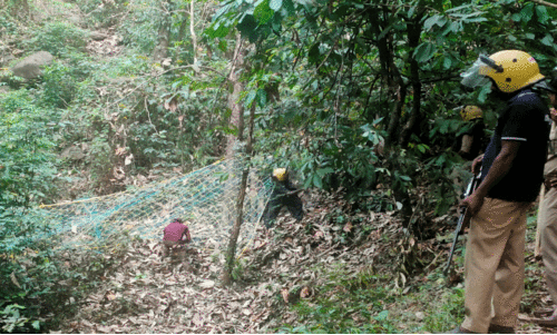 മയക്കുവെടി വെക്കാനായില്ല; കരിയംകാപ്പിൽ കടുവ ദൗത്യം പരാജയം മയക്കുവെടി വെക്കാനായില്ല; കരിയംകാപ്പിൽ കടുവ ദൗത്യം പരാജയം