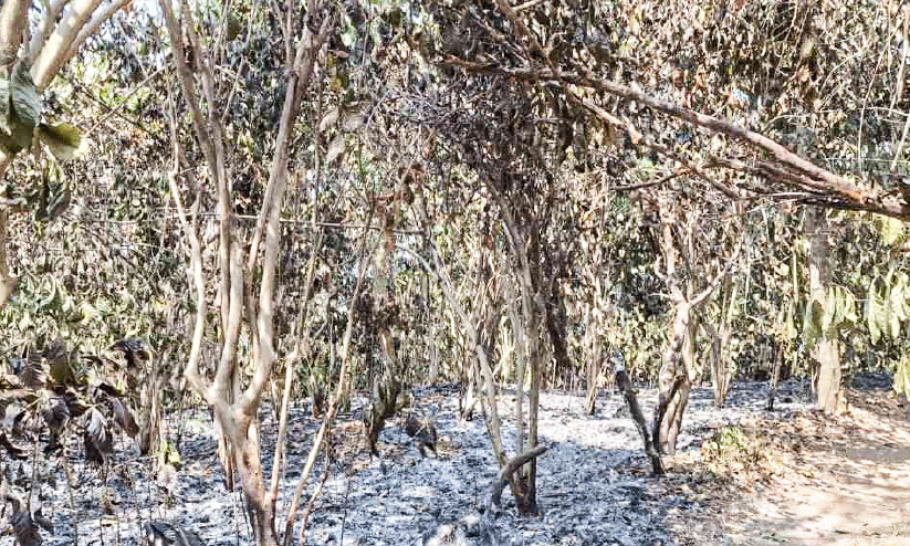 കൃഷിയിടം കൃഷിയിടം