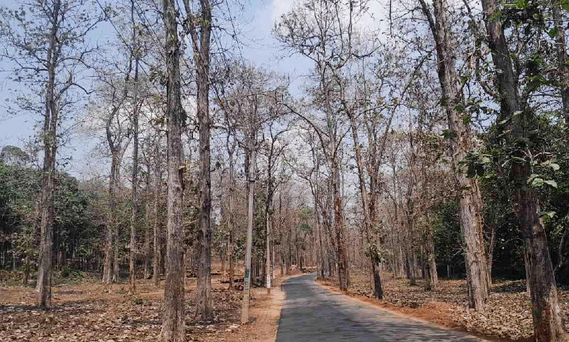 തേ​ക്കുതോ​ട്ടം