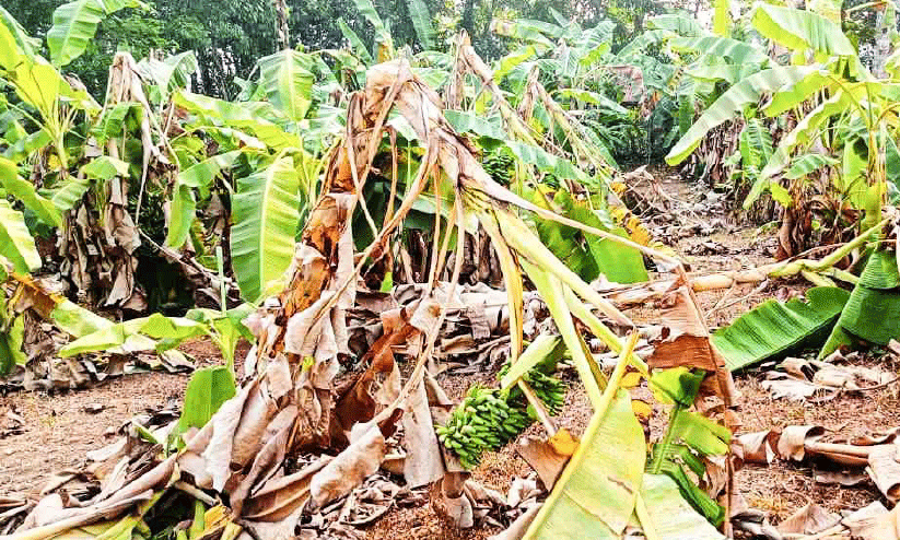 കൃഷി കൃഷി