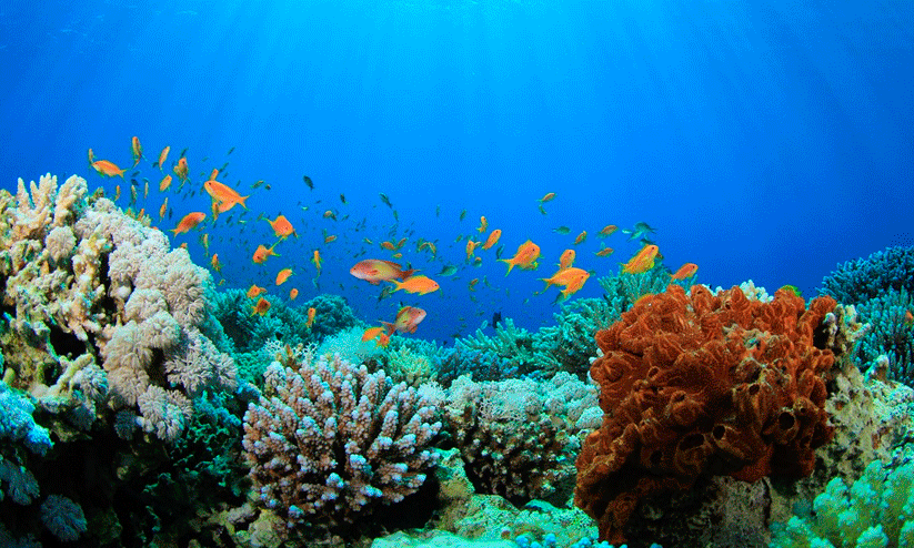 marine habitats