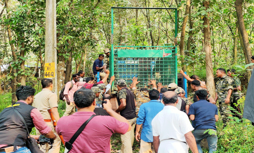 കടുവയെ കണ്ടു, കണ്ടില്ല! കടുവയെ കണ്ടു, കണ്ടില്ല!