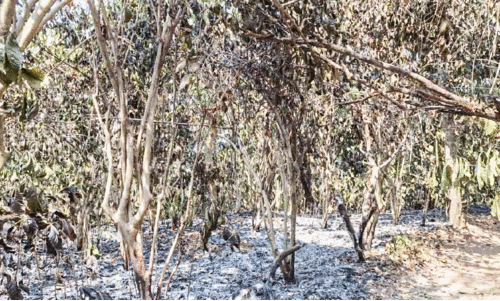 കൃ​ഷി​യി​ടം