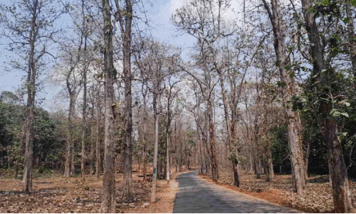 തേ​ക്കുതോ​ട്ടം