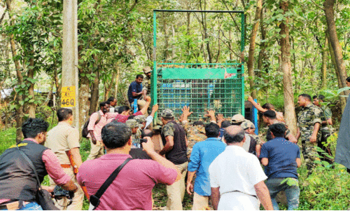 കടുവയെ കണ്ടു, കണ്ടില്ല! കടുവയെ കണ്ടു, കണ്ടില്ല!