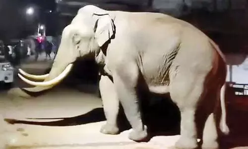 പടയപ്പയെ കാട്ടിലേക്ക് തുരത്താൻ നീക്കം