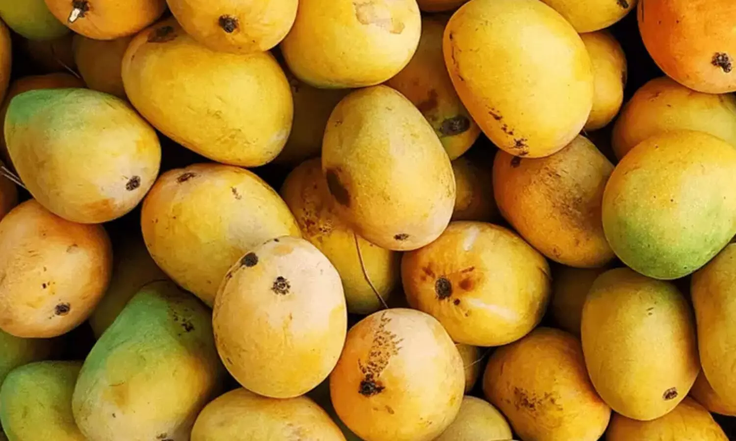 Artificially-Ripened Mangoes