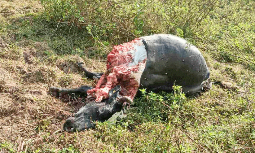 പശുവിന്റെ ജഡം പശുവിന്റെ ജഡം