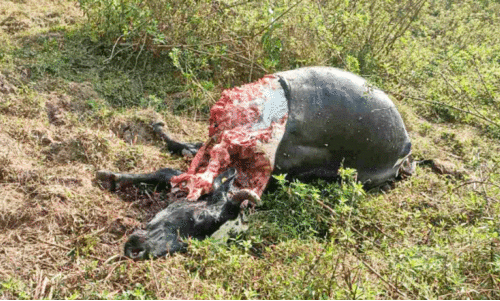 പശുവിന്റെ ജഡം പശുവിന്റെ ജഡം