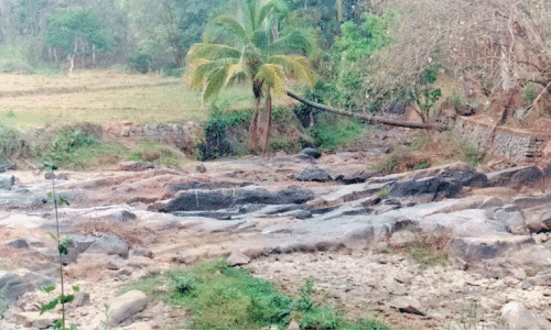 വ​റ്റി വ​ര​ണ്ട ക​ട​മാ​ൻ തോ​ട്