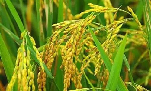 നെല്ലിന്​ ഈർപ്പത്തിന്‍റെ പേരിൽ കിഴിവ്​; തർക്കം തുടരുന്നു; കലക്ടർ ഇടപെടണമെന്ന്​ ആവശ്യം