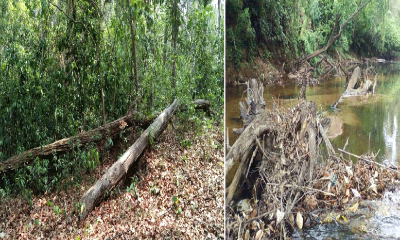 വനത്തിനുള്ളില്‍ തടികള്‍ വീണുനശിക്കുന്നു; ഖജനാവിന് നഷ്ടം കോടികള്‍