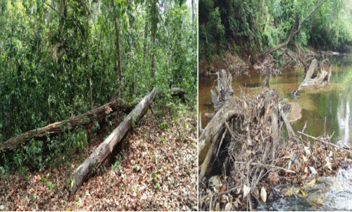 വനത്തിനുള്ളില്‍ തടികള്‍ വീണുനശിക്കുന്നു; ഖജനാവിന് നഷ്ടം കോടികള്‍