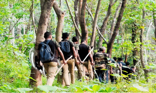 വനപാലകർക്കു നേരെ കുതിച്ചു ചാടി കടുവ; അപകടമൊഴിവാക്കാൻ നിറയൊഴിച്ചു